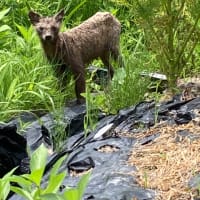 山羊たちよここの草も制覇してくれ　菜園であれに出会った