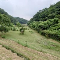 　緑のジュウタン