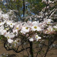 里に咲く・・花水木（ハナミズキ）