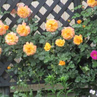 隣町で見た薔薇
