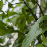 謎の青虫 みどりクン