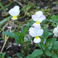 庭の花