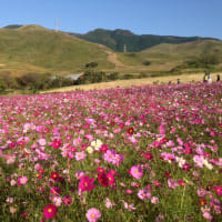 夏が終わり秋の始まり今はどうなっているのか😢