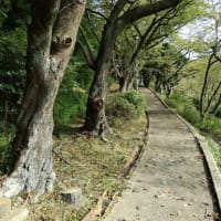 『奥の細道』の随行者・河合曽良