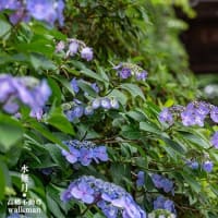 紫陽花めぐり。
