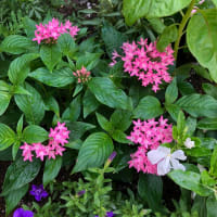 最近の　うちの花壇の　様子です🌹