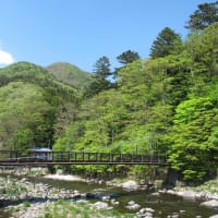 新緑と躑躅の花