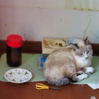 新緑の軽井沢　矢崎公園＆離れ山　黒猫イラスト　ピピチンアップ