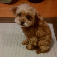 ２０１６年２月のココ。