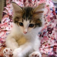 子猫のふわふわ