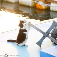 熊本県上天草市にあるネコの島と名高い「湯島」で 日帰りネコ撮影会が開催されます！