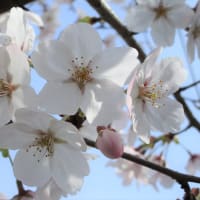 桜🌸を見に散歩　20240408