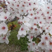 桜　桃　梨の花　咲きそろっている