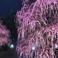 しだれ梅リベンジ(？)ツアー♪
