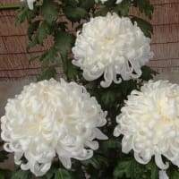 菊花展