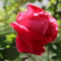 4/4/25　【今朝のバラ】　今季一番最初のCLマリアカラスが咲きました