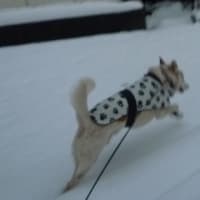 降りましたね！
