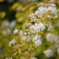 ５月に撮ったお花たち ⅱ