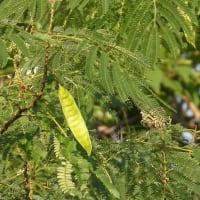 早朝の散歩　佐保川土手で植物調べ２