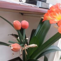 今年も咲きました！！