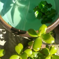 カタカムナ研究始めるか？