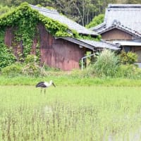 コウノトリに出合った