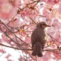 桜花爛漫の宇都宮城址公園を散策しました。