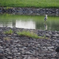 水元公園の植物と鳥