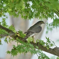 心に残る情景*「鳥景」見沼の小さな森、ツミの家族
