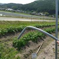 倒れた雨除けシートを撤去した
