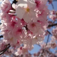 春近し😊💕🌸