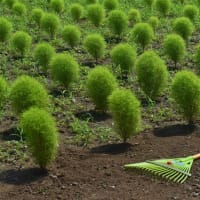 「除草作業中」　いわき　フラワーセンターにて撮影！　コキア