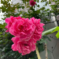 小山内健さんのバラ、シルフィシルフィとつるバラ２番花