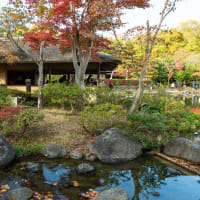 2023小雪　昭和記念公園　日本庭園の池泉回遊から