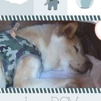 爆睡中