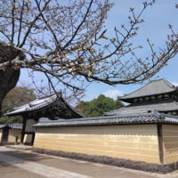 今日の奈良公園の桜です。
