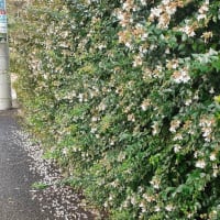 ノウゼンカズラ（凌霄花）
