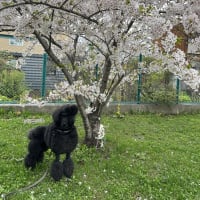 ご近所花見🌸