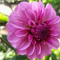 花に癒される～～