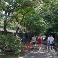 「伊豆榮 梅川亭」の青もみじ
