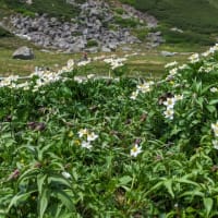 今年の高山植物など。