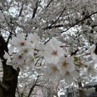 (4/8) 桜の思い出@保育園送迎の合い間de花見
