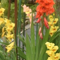 秘密の花園の花たち