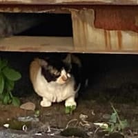 夕ウォーキングの風景。令和7年7月20日。最後のネコは逃げてしまった。