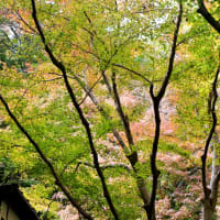 山歩き～二上山（にじょうざん）祐泉寺～