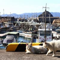 瀬戸内G島の猫たち　2025年2月　その17