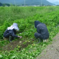 縁☆農ＫＡＮＳＡＩ　組、炎天下　頑張る！