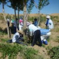 第７次緑の協力隊,恩格貝でポプラ３００本植樹