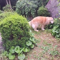 リンゴも大きくなってるよ　孫ちゃんとライン電話　２５．６/２５