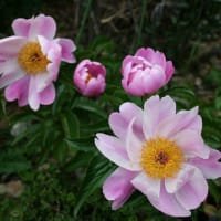 GWは庭のお花見